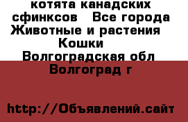 котята канадских сфинксов - Все города Животные и растения » Кошки   . Волгоградская обл.,Волгоград г.